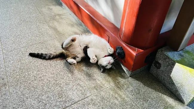 お松大権現 猫がいっぱいの神社 徳島県パワースポット 必勝ご利益でも有名