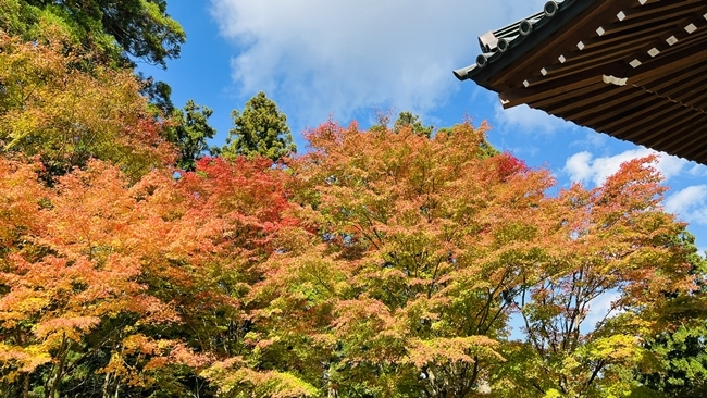 雲辺寺へ紅葉を見に行ってみました。