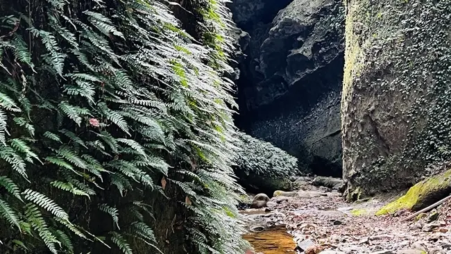 伊尾木洞 内部の植物