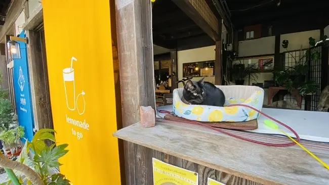 しおまち商店街 レモンカフェ汐待亭 看板猫