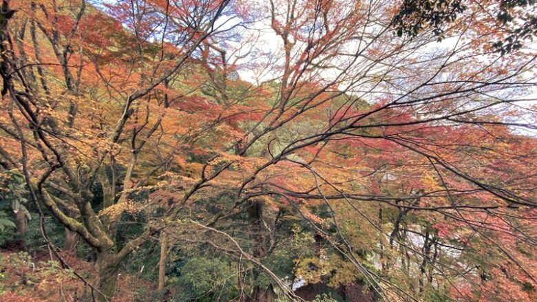 西山興隆寺の紅葉の見頃と境内散策 愛媛県西条市紅葉スポット