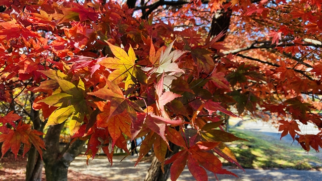 寒霞渓の紅葉が見てみたい！小豆島への行き方と紅葉の時期はいつ？