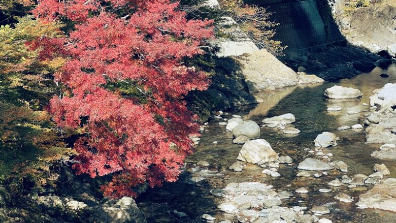 べふ峡の紅葉を11月上旬に見に行きました。高知県紅葉スポット見頃