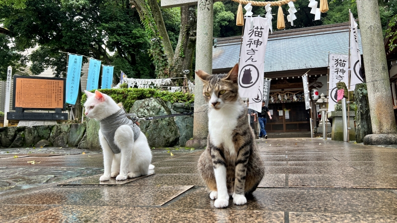王子神社 御朱印が可愛い 徳島市の猫神社 可愛い猫ちゃんに会える 猫神さんで親しまれ猫好き必見です。