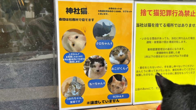 王子神社 御朱印が可愛い 徳島市の猫神社 可愛い猫ちゃんに会える 猫神さんで親しまれ猫好き必見です。