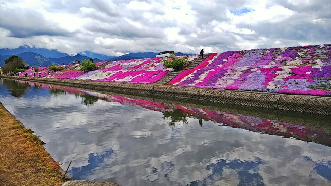 芝桜が綺麗！愛媛県西条市禎瑞 （ていずい） 中山川沿いに咲く芝桜