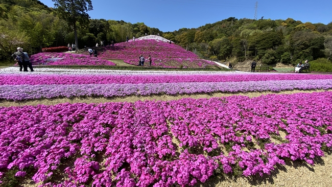 芝桜富士 香川県東かがわ市の私設公園 芝桜満開ピークは4月中旬