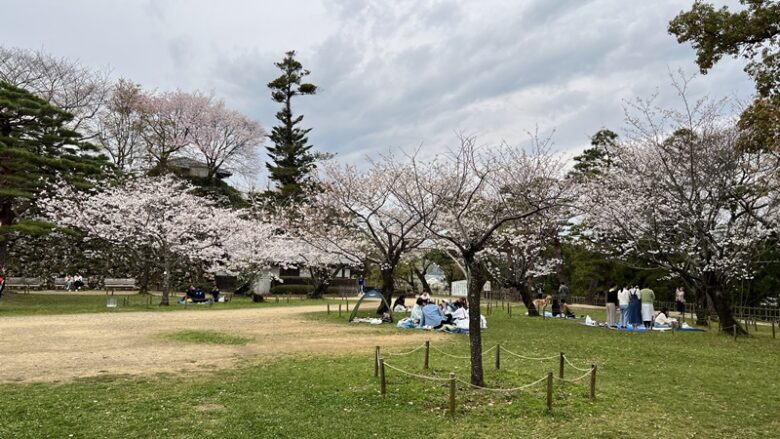 高知市いろんな場所の満開の桜。高知城や護国神社、琴平神社、さくら公園