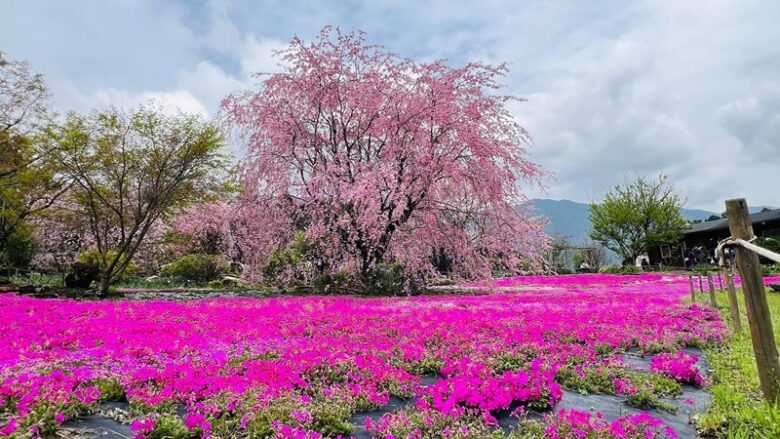 山本牧場の芝桜を見に行く時期や見頃は？料金は？しば桜まつりも開催