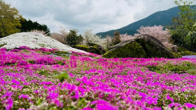 山本牧場の芝桜が見られる時期・見頃・料金は？しば桜まつりも開催