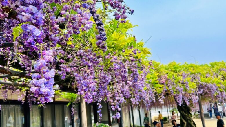 香川県 藤の花で有名な萬福寺に行ってみました！ 見頃はいつ？