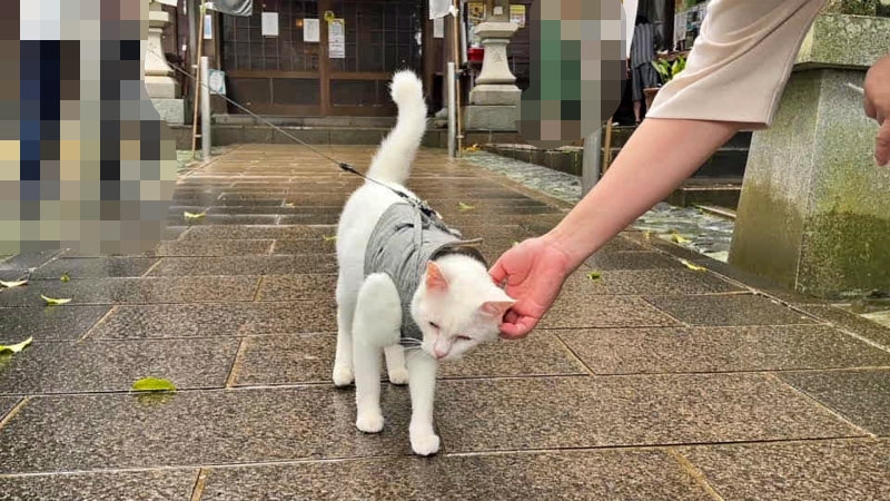 王子神社 可愛い猫ちゃんに会いに行こう 月替わり御朱印も人気
