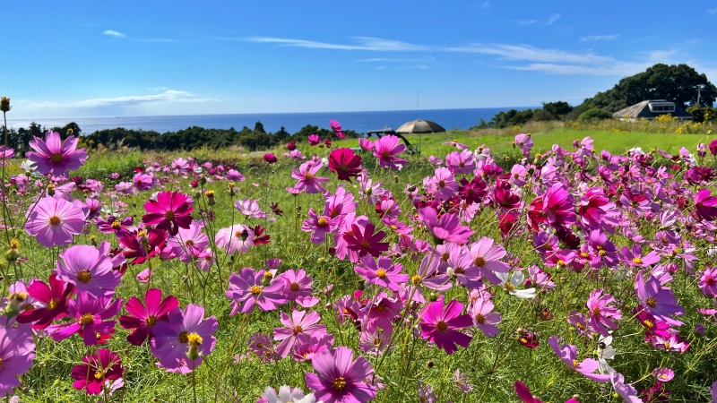 奈半利町 コスモス畑と海の絶景 カカシも面白い お出かけスポット