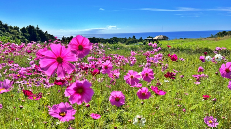 奈半利町 コスモス畑と海の絶景 カカシも面白い お出かけスポット