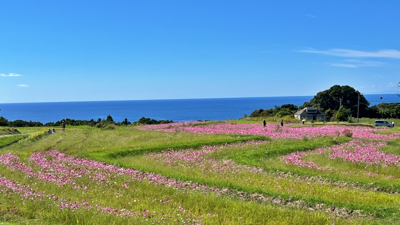 奈半利町 コスモス畑と海の絶景 カカシも面白い お出かけスポット