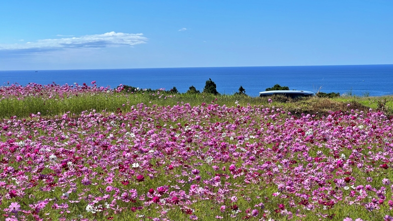 奈半利町 コスモス畑と海の絶景 カカシも面白い お出かけスポット