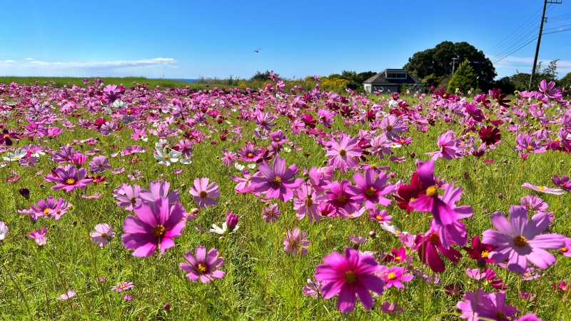 奈半利町 コスモス畑と海の絶景 カカシも面白い お出かけスポット