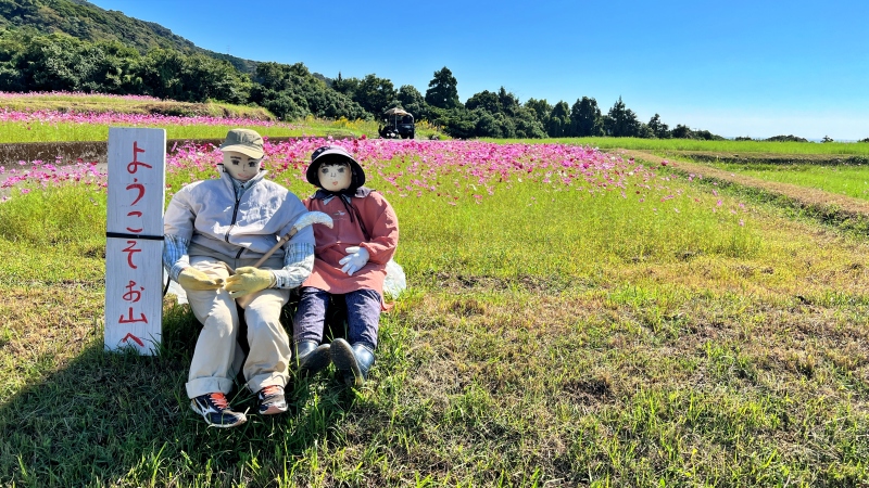 奈半利町 コスモス畑と海の絶景 カカシも面白い お出かけスポット