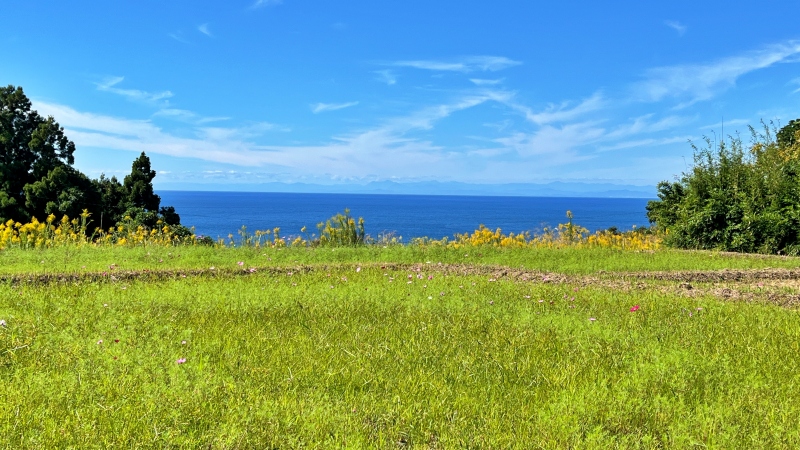 奈半利町 コスモス畑と海の絶景 カカシも面白い お出かけスポット