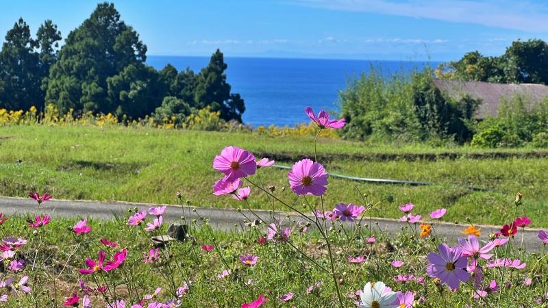 奈半利町 コスモス畑と海の絶景 カカシも面白い お出かけスポット