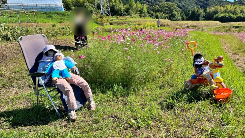 奈半利町 コスモス畑と海の絶景 カカシも面白い お出かけスポット