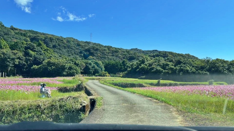 奈半利町 コスモス畑と海の絶景 カカシも面白い お出かけスポット