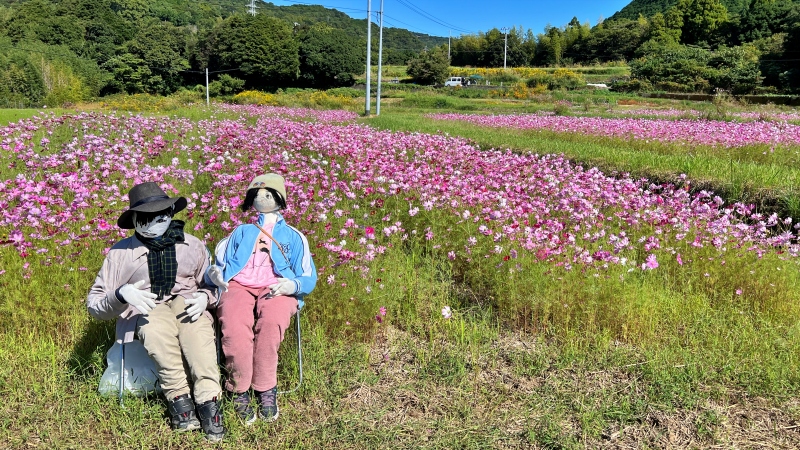 奈半利町 コスモス畑と海の絶景 カカシも面白い お出かけスポット