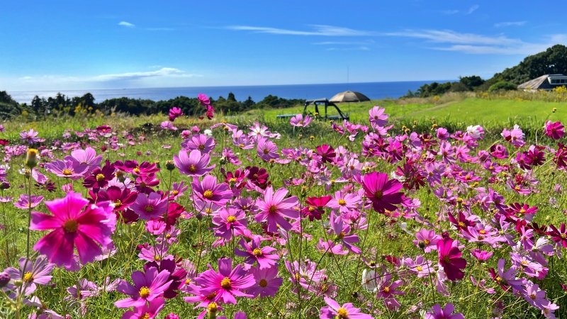 奈半利町 コスモス畑と海の絶景 カカシも面白い お出かけスポット