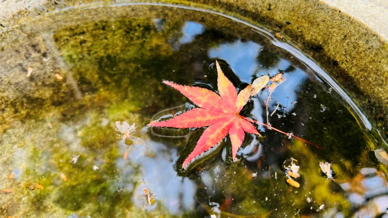 定福寺 高知県紅葉人気スポット 本堂周辺がキレイ 行き方・駐車場