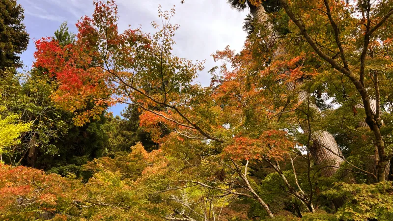 定福寺 高知県紅葉人気スポット 本堂周辺がキレイ 行き方・駐車場