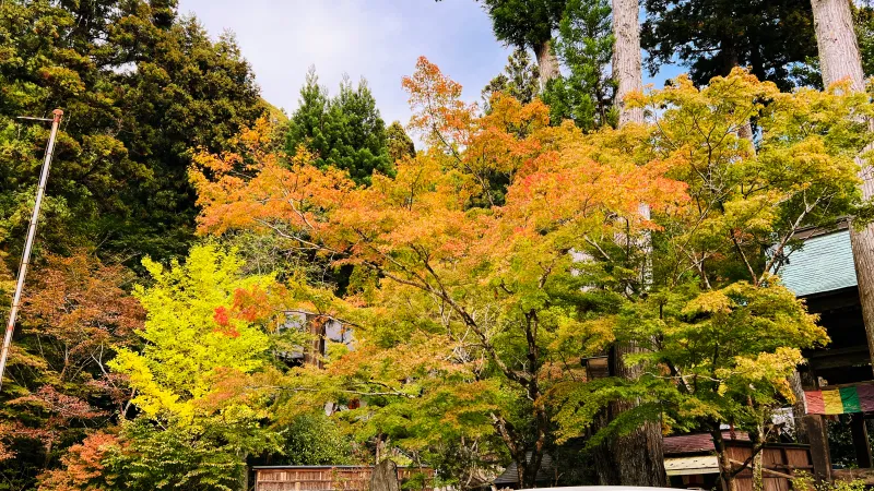 定福寺 高知県紅葉人気スポット 本堂周辺がキレイ 行き方・駐車場