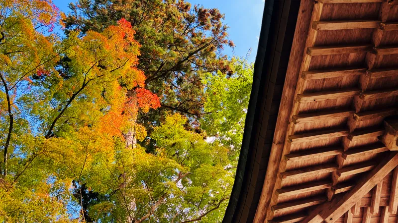 定福寺 高知県紅葉人気スポット 本堂周辺がキレイ 行き方・駐車場