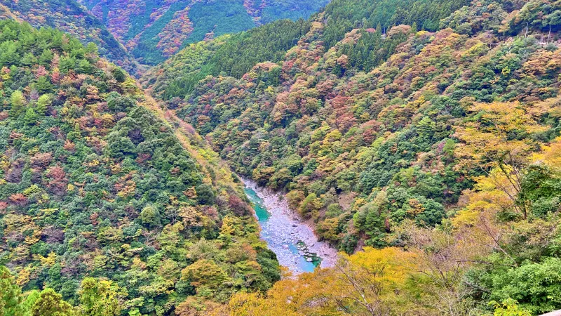 徳島県祖谷 紅葉ドライブ 高齢の母と秋を楽しめるスポット 小便小僧 ひの字渓谷 かずら橋