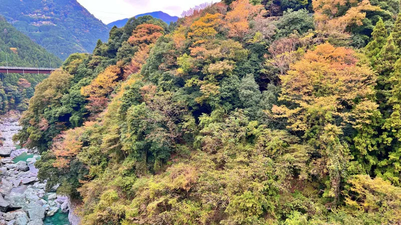 徳島県祖谷 紅葉ドライブ 高齢の母と秋を楽しめるスポット 小便小僧 ひの字渓谷 かずら橋