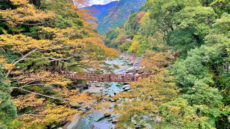 徳島県祖谷 紅葉ドライブ 高齢の母と秋を楽しめるスポット 小便小僧 ひの字渓谷 かずら橋