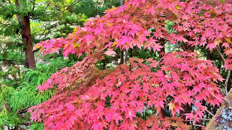 徳島県祖谷 紅葉ドライブ 高齢の母と秋を楽しめるスポット 小便小僧 ひの字渓谷 かずら橋