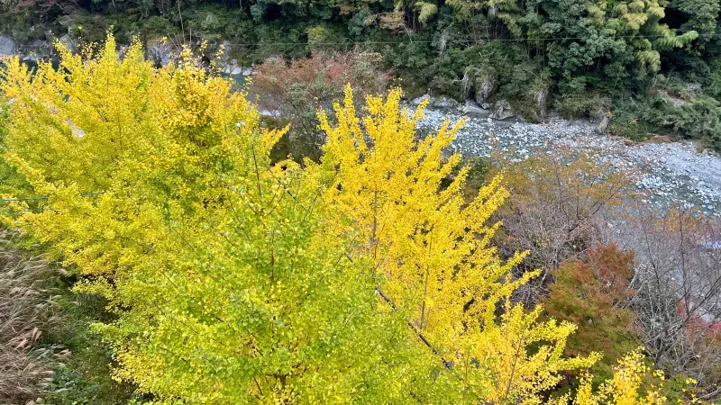 徳島県祖谷 紅葉ドライブ 高齢の母と秋を楽しめるスポット 小便小僧 ひの字渓谷 かずら橋