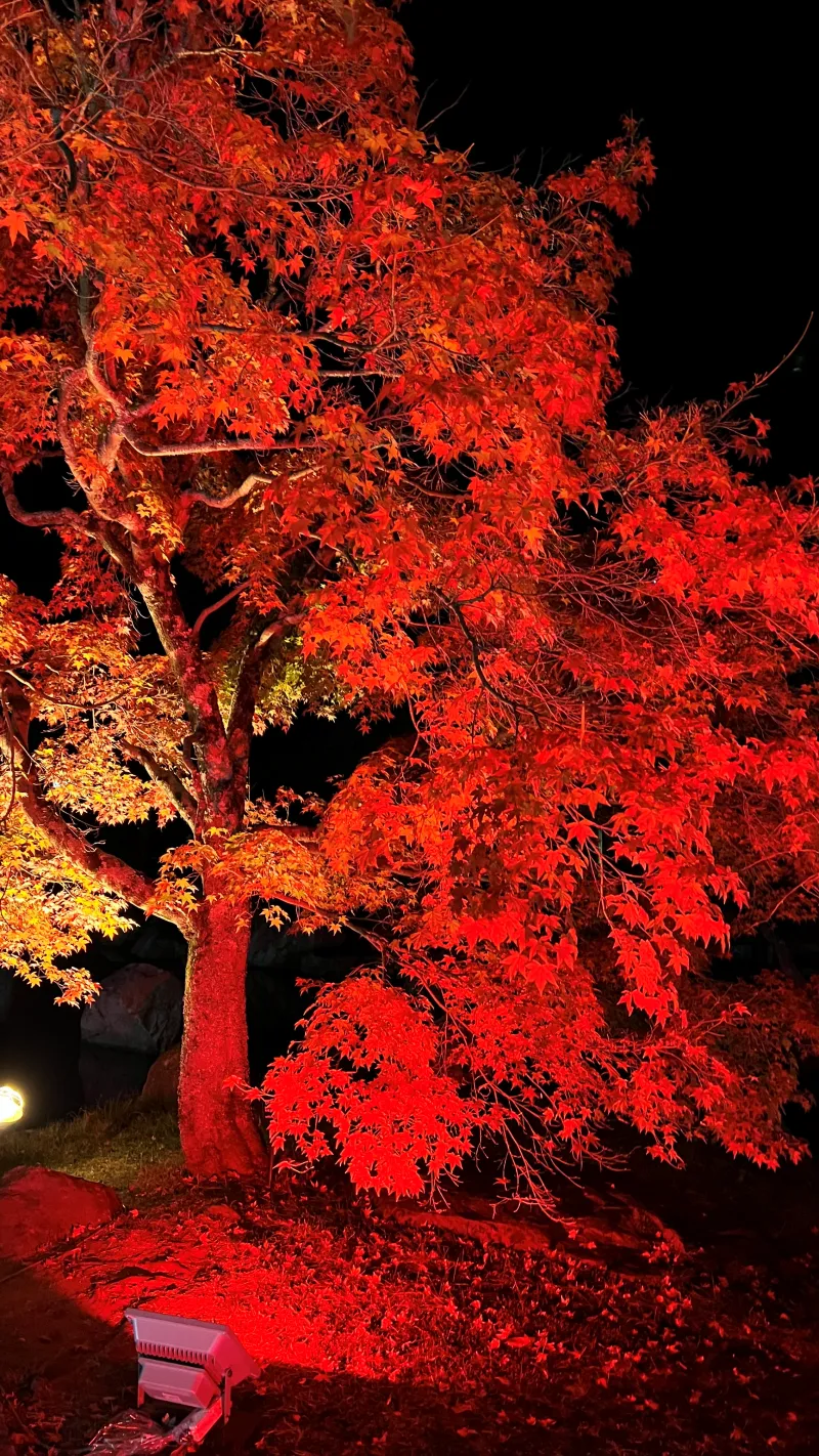 松山城へ紅葉を見ながら徒歩で行く 二之丸庭園ではライトアップもありました。