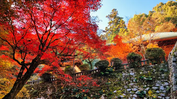 令和8年 (午)うま年 干支の切り絵を求め紅葉の西山興隆寺へ 高野山伝統「吉祥宝来」