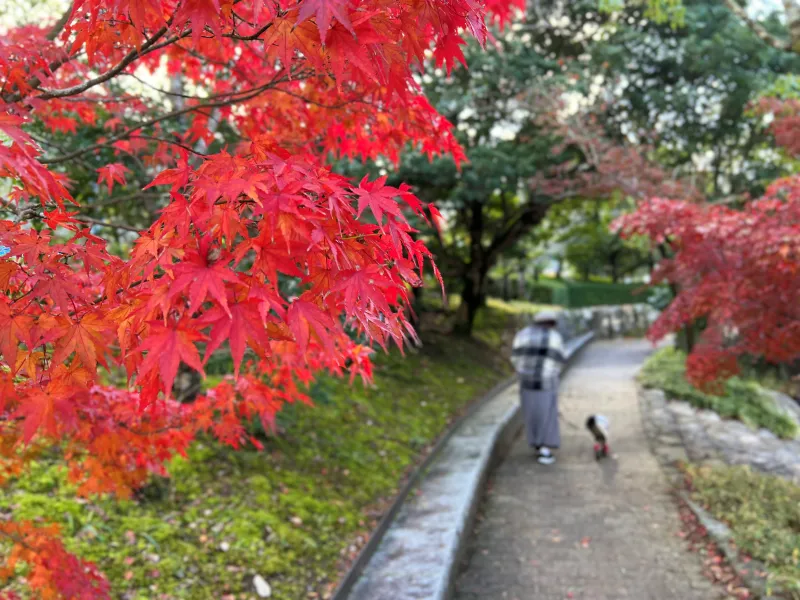 絶景紅葉スポット 香川用水記念公園 高齢者も歩きやすくてオススメ