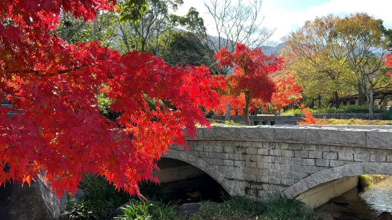 絶景紅葉スポット 香川用水記念公園 高齢者も歩きやすくてオススメ