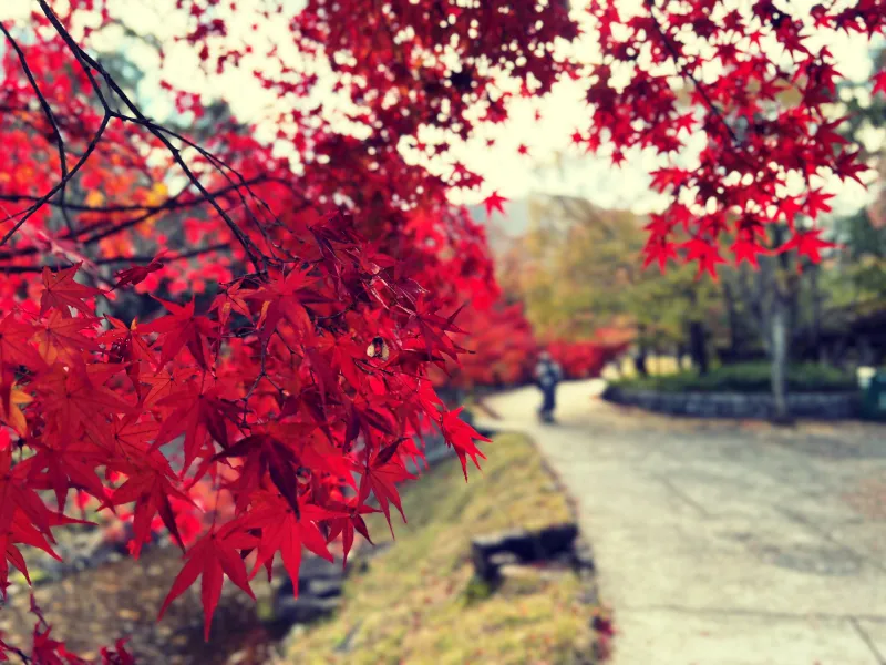 絶景紅葉スポット 香川用水記念公園 高齢者も歩きやすくてオススメ