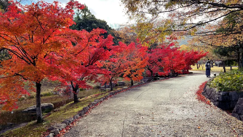 絶景紅葉スポット 香川用水記念公園 高齢者も歩きやすくてオススメ