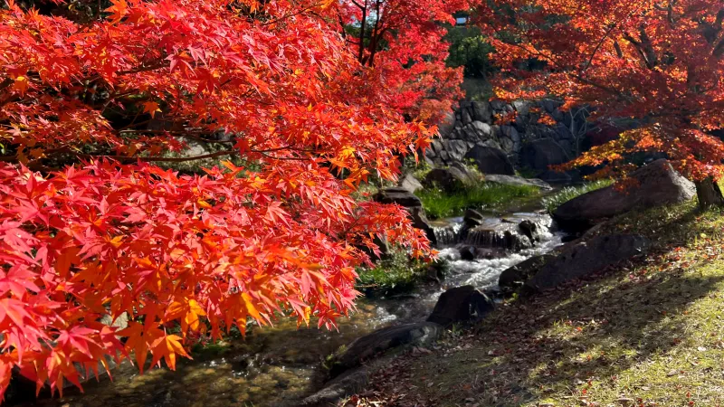 絶景紅葉スポット 香川用水記念公園 高齢者も歩きやすくてオススメ