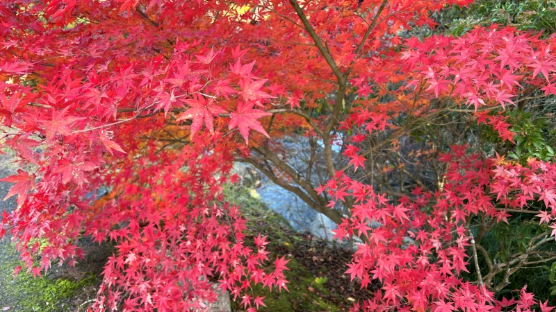 絶景紅葉スポット 香川用水記念公園 高齢者も歩きやすくてオススメ