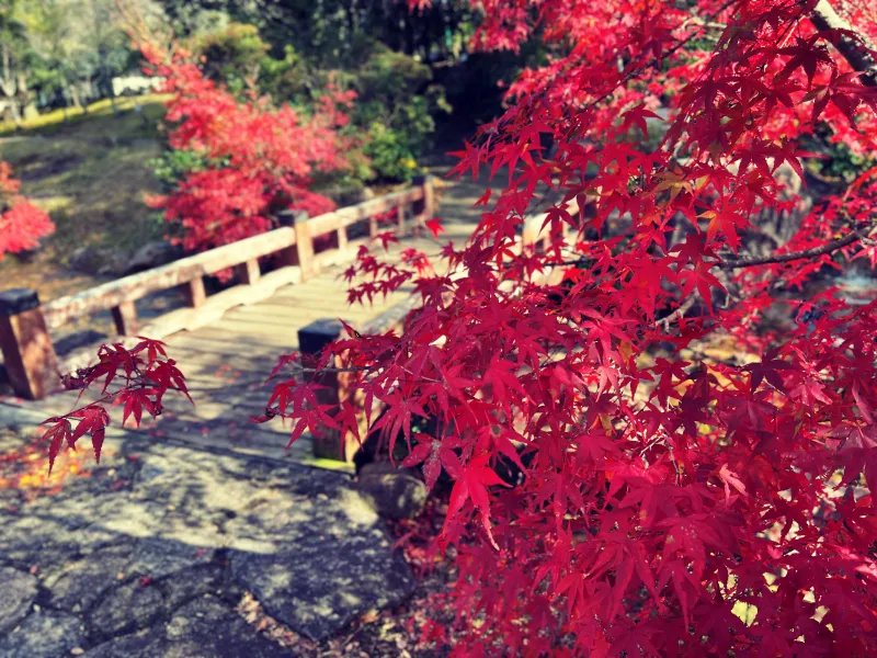 絶景紅葉スポット 香川用水記念公園 高齢者も歩きやすくてオススメ