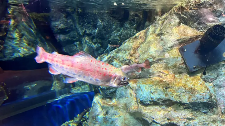 足摺海洋館SATOUMI 川魚展示エリア