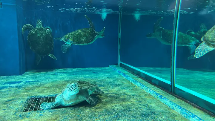 足摺海洋館SATOUMI ウミガメ