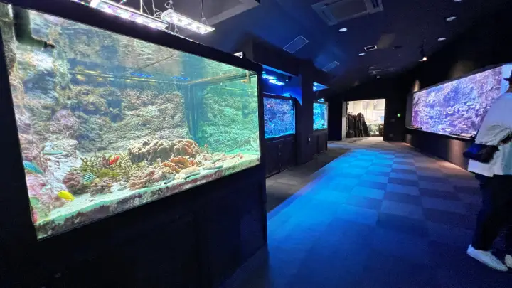 足摺海洋館SATOUMI サンゴとウミウシなどの展示