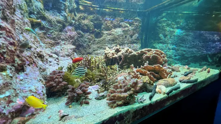 足摺海洋館SATOUMI サンゴとウミウシなどの展示
